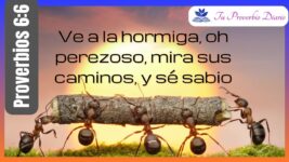 Reflexión sobre Proverbios 6:6