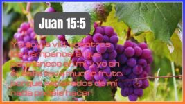 Juan 15:5